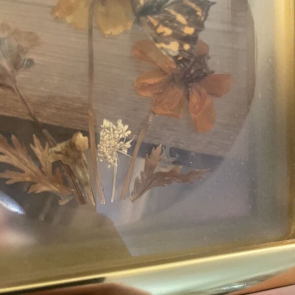 Vintage Framed Real Butterfly Taxidermy Dried  Flowers Diorama - Picture 4 of 7